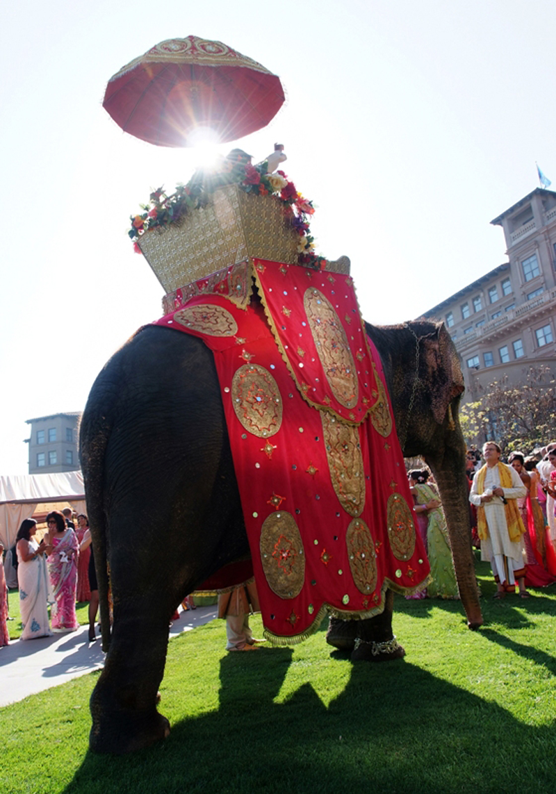 Langham_Elephant-on-Horseshoe-Garden-Joe-Photo-Photography.jpg