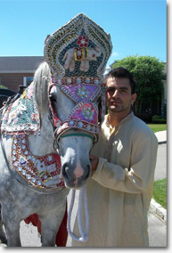 Equishare Baraat Horses
